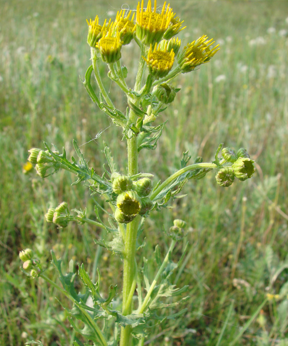 Image of Senecio jacobaea specimen.