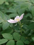 Rosa acicularis. Побег с цветком (var. carelica). Санкт-Петербург. 02.06.2008.