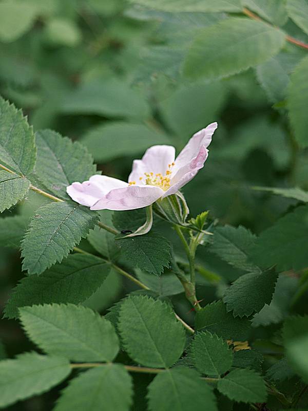 Image of Rosa acicularis specimen.