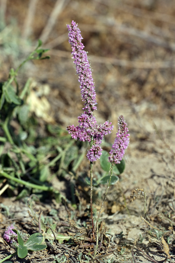 Изображение особи Psylliostachys suworowii.