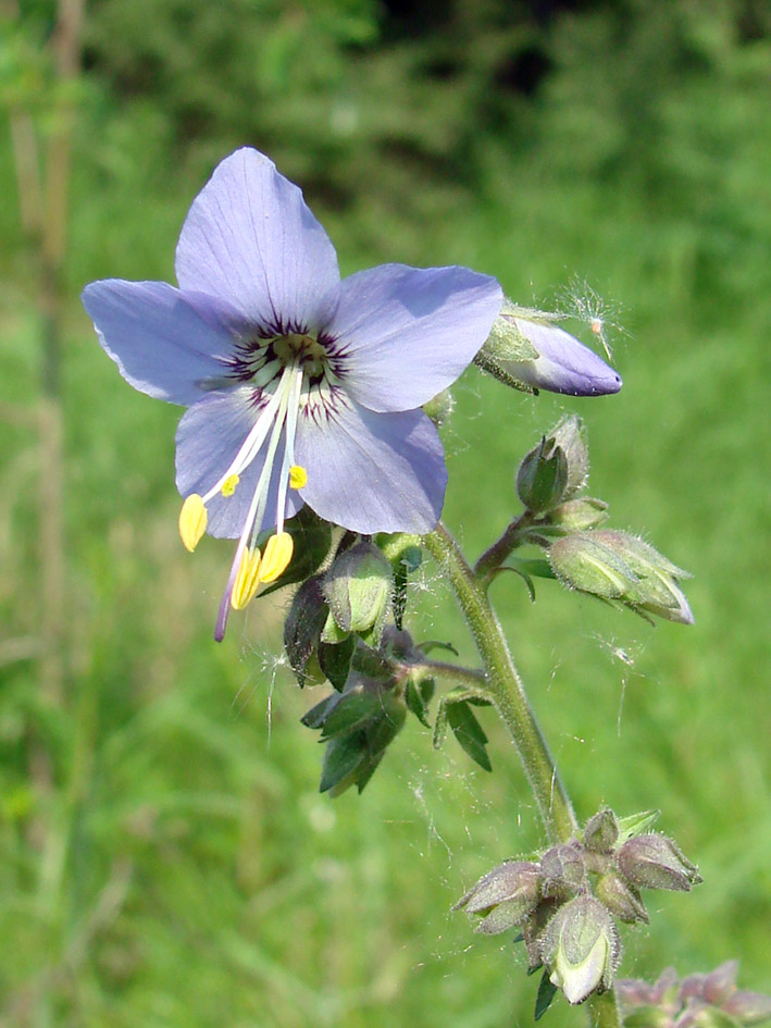 Изображение особи Polemonium caeruleum.