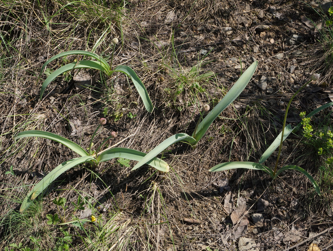 Image of Allium tulipifolium specimen.