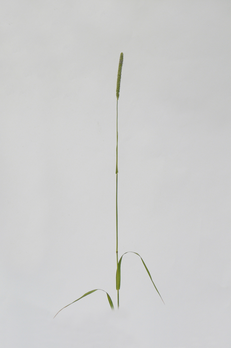 Image of Phleum pratense specimen.