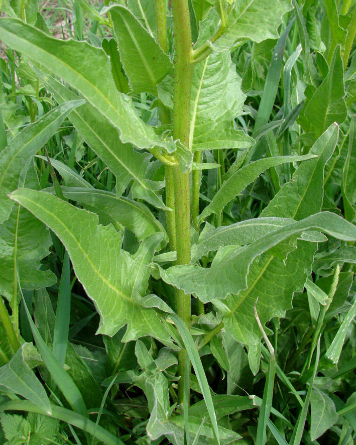 Image of Bunias orientalis specimen.