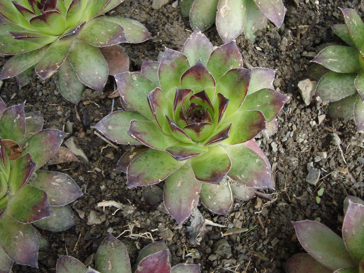 Image of genus Sempervivum specimen.