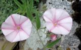 Convolvulus cantabrica