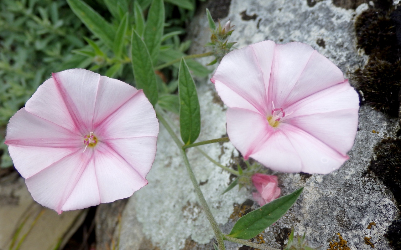 Изображение особи Convolvulus cantabrica.