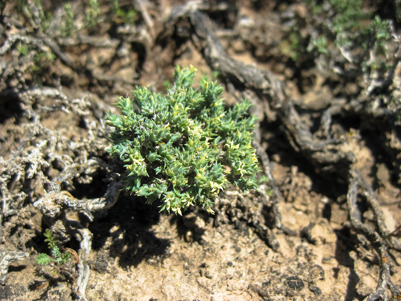 Image of Nanophyton erinaceum specimen.