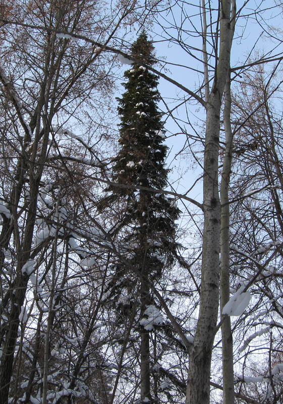 Image of Abies sibirica specimen.