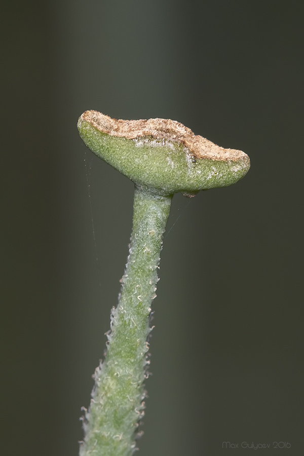 Изображение особи Glaucium corniculatum.