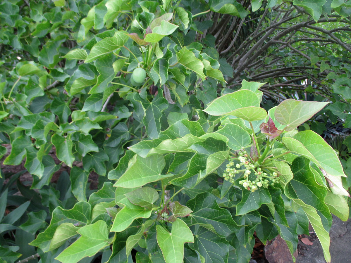 Изображение особи Jatropha curcas.