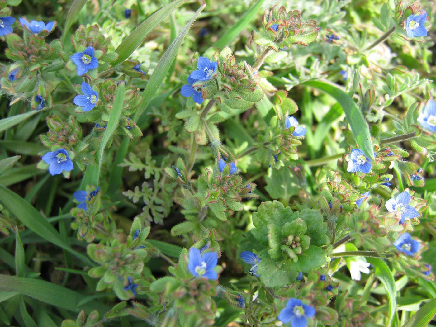 Image of Veronica triphyllos specimen.