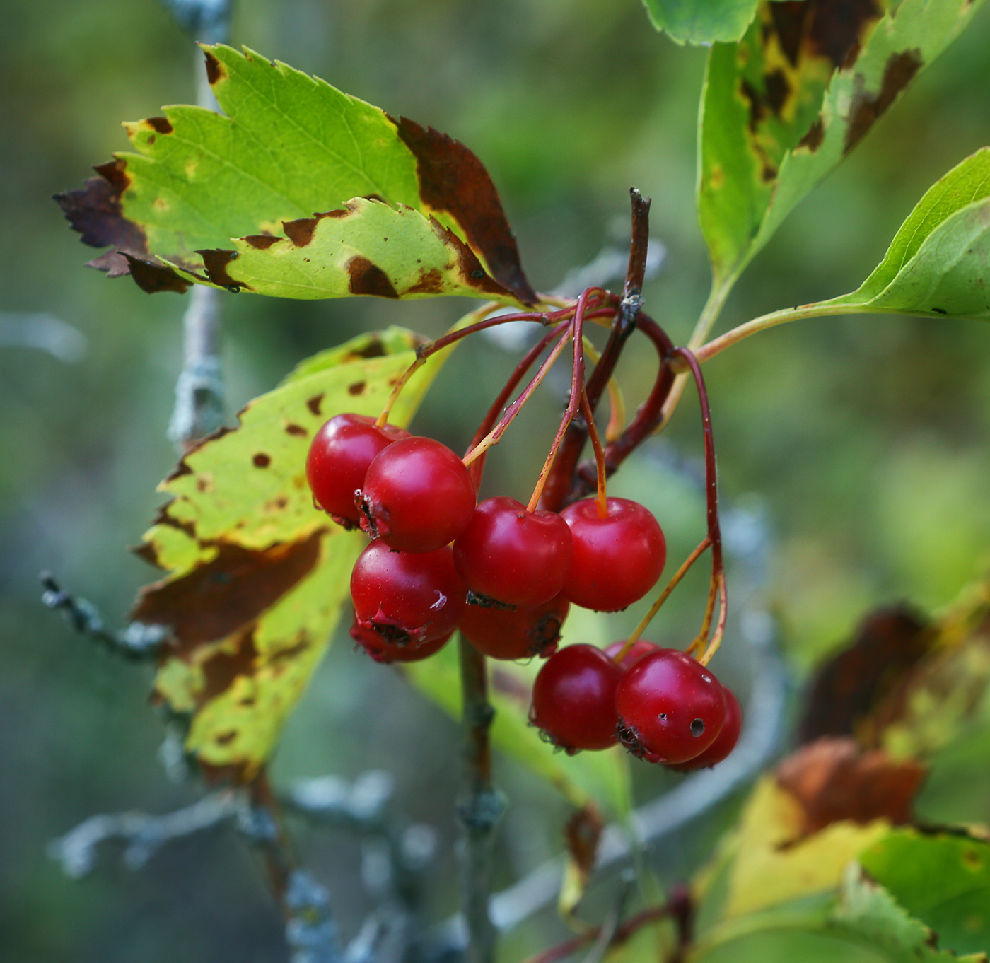 Изображение особи Crataegus sanguinea.