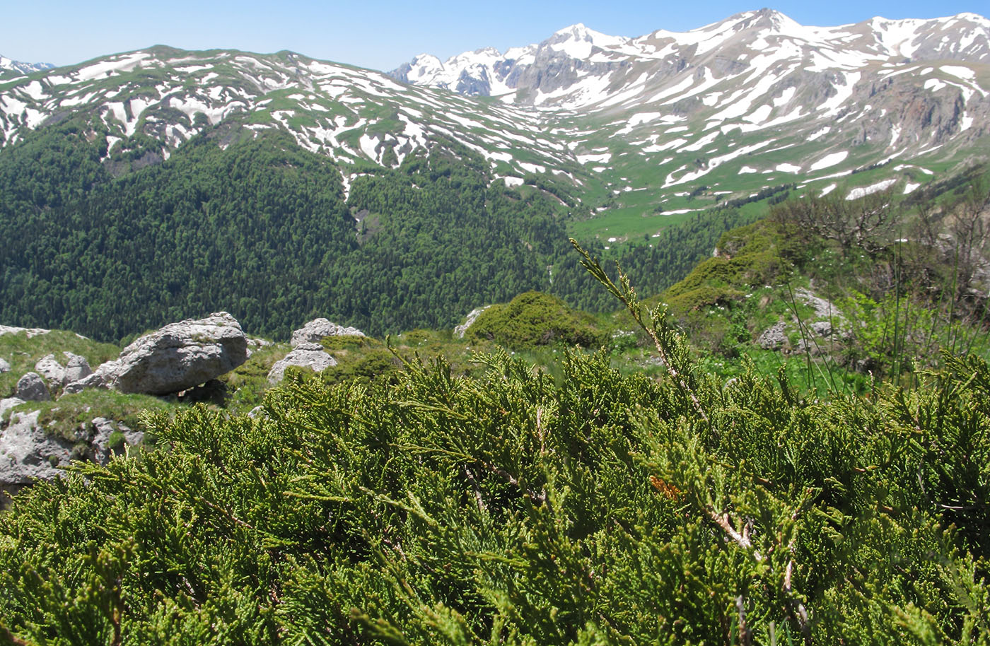 Image of Juniperus sabina specimen.