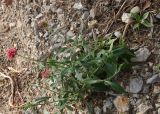 Centranthus ruber. Цветущее растение. Крым, у Никитского ботсада, крутой щебнистый склон около пляжа. 04.10.2016.