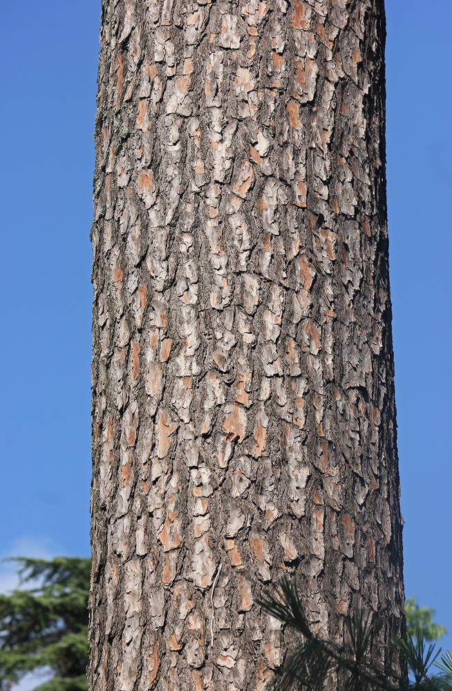 Изображение особи Pinus taeda.