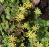 Marchantia polymorpha. Подставки со зрелыми спорогонами. Московская обл., Раменский р-н, окр. ж.-д. платформы Хрипань, смешанный лес у ЛЭП. 15.07.2009.