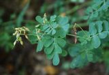 Coronilla coronata