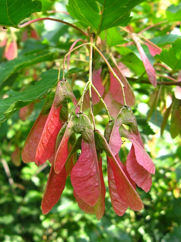 Image of Acer tataricum specimen.