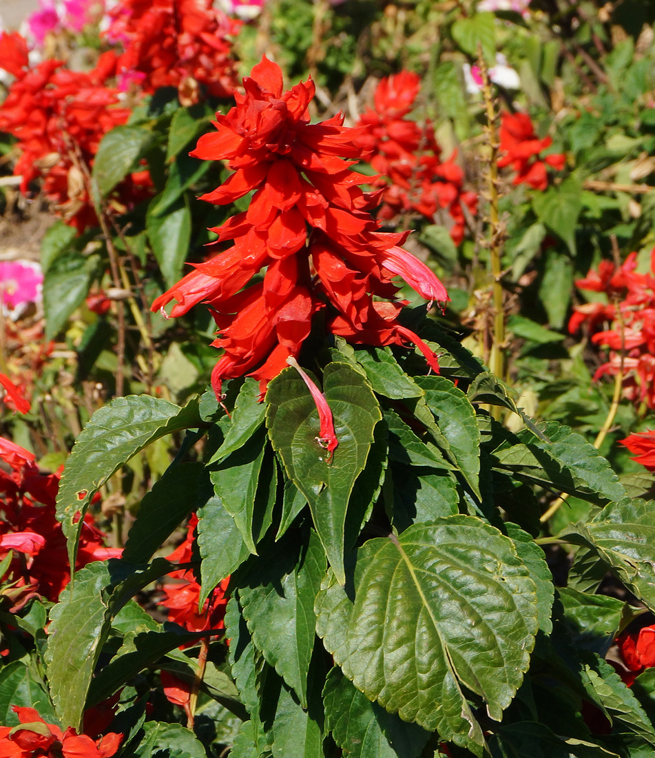 Изображение особи Salvia splendens.