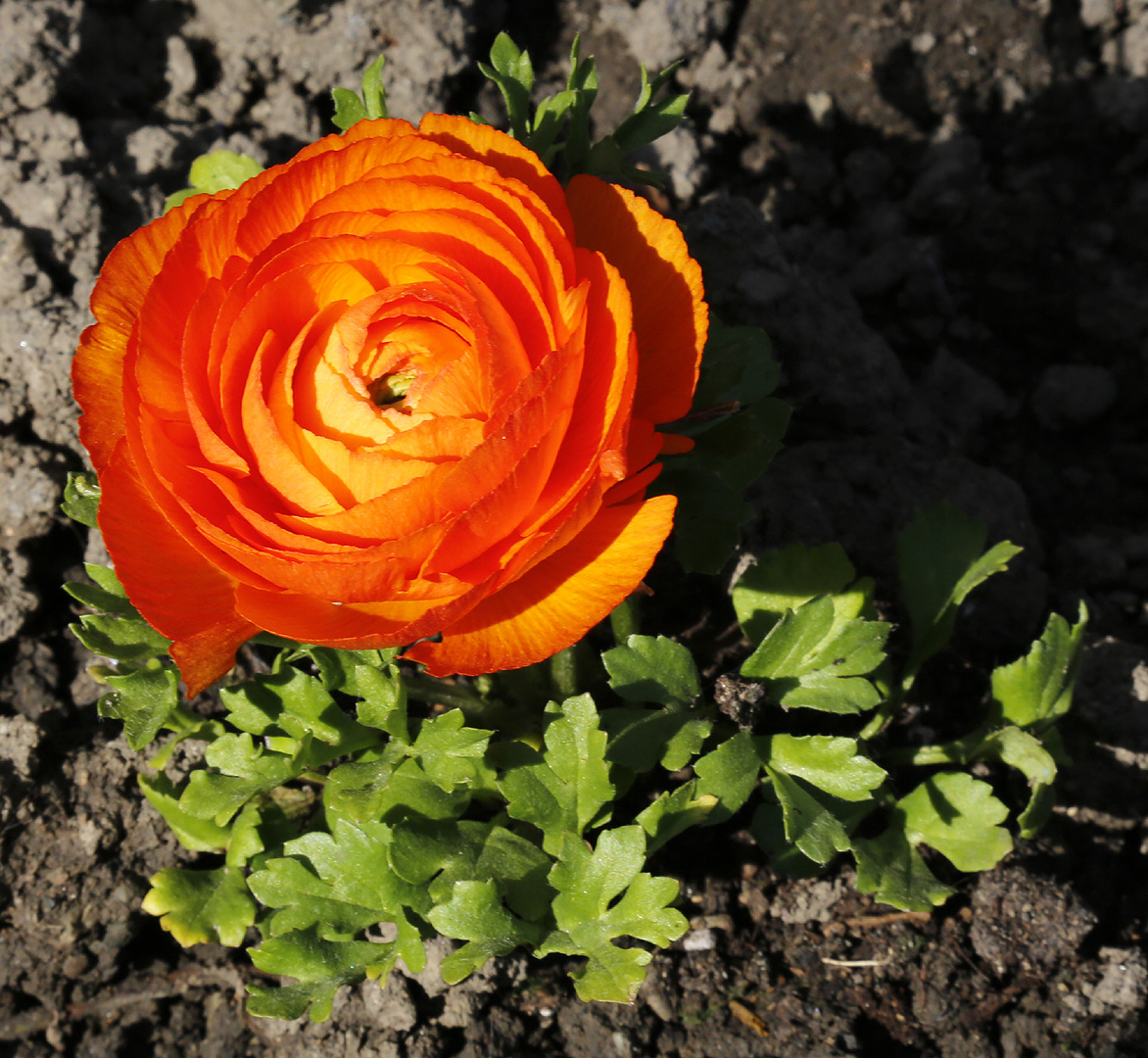 Image of Ranunculus asiaticus specimen.