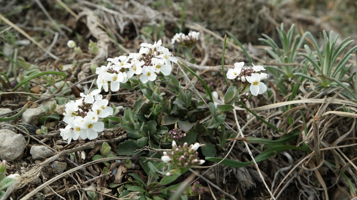 Image of Noccaea praecox specimen.