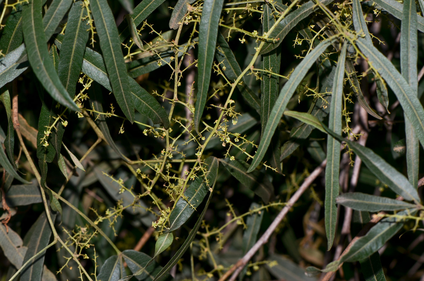 Image of Searsia lancea specimen.