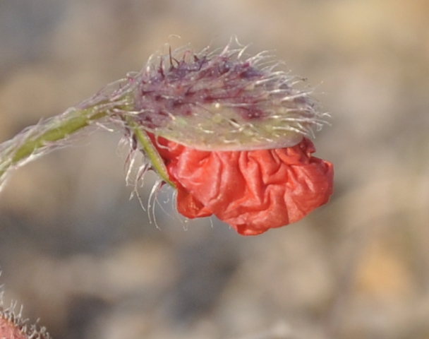 Изображение особи Papaver rhoeas.