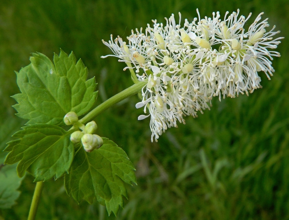 Изображение особи Actaea spicata.