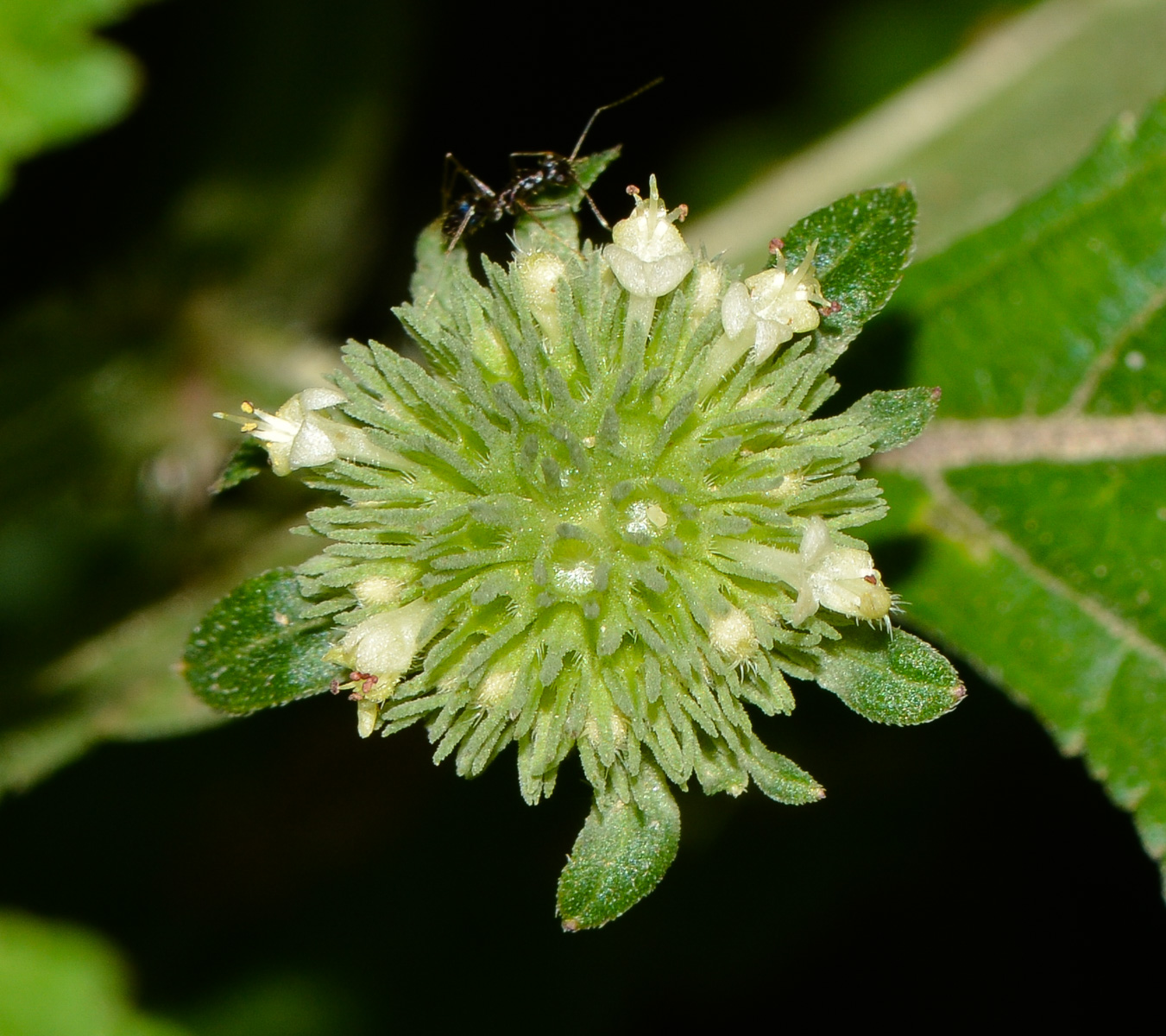 Image of Hyptis capitata specimen.