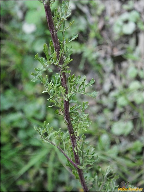 Image of Senecio jacobaea specimen.