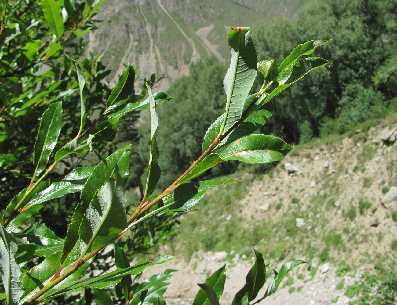 Image of Salix kazbekensis specimen.