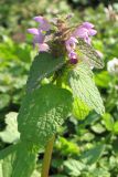 Lamium purpureum