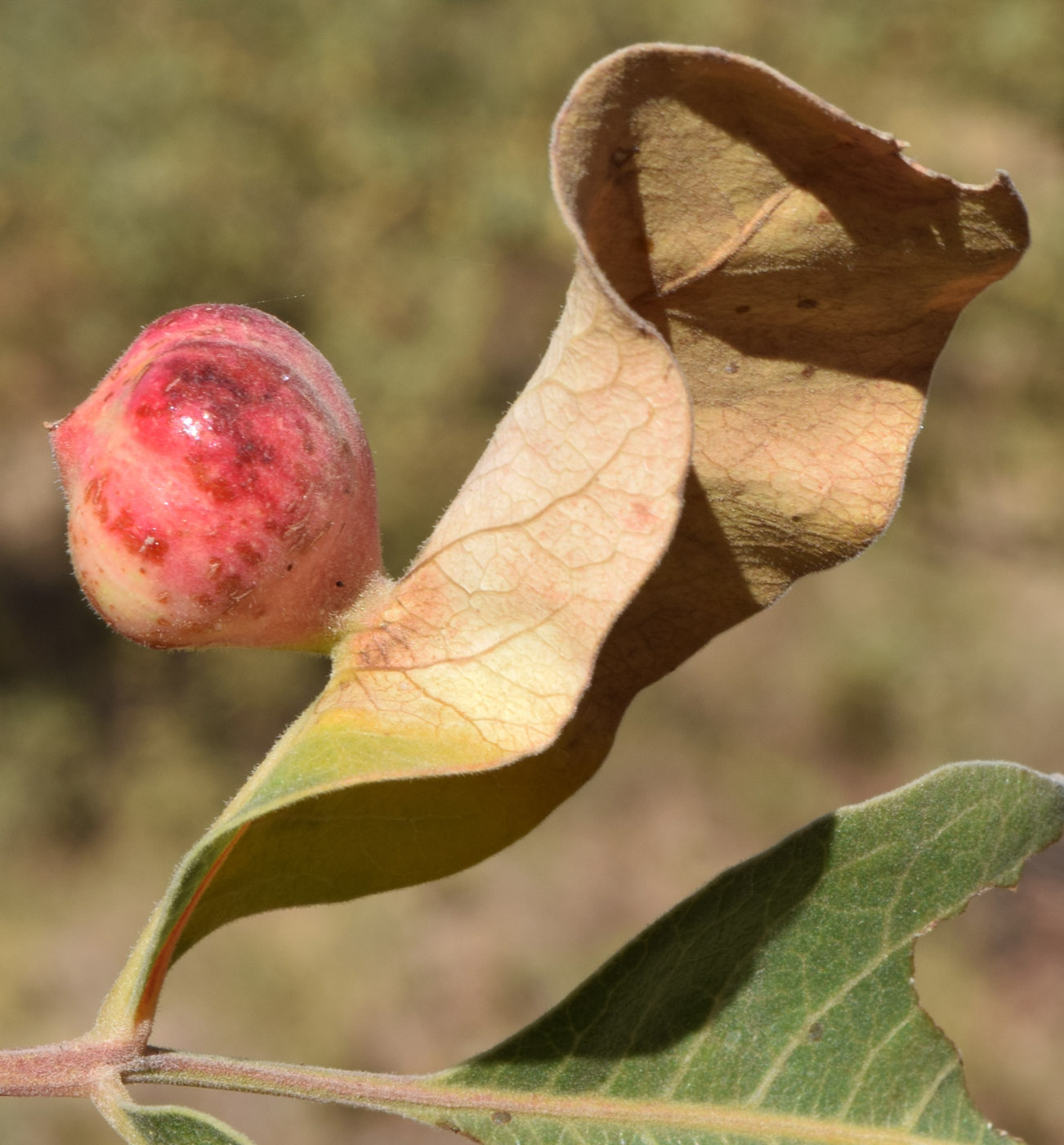 Image of Pistacia vera specimen.