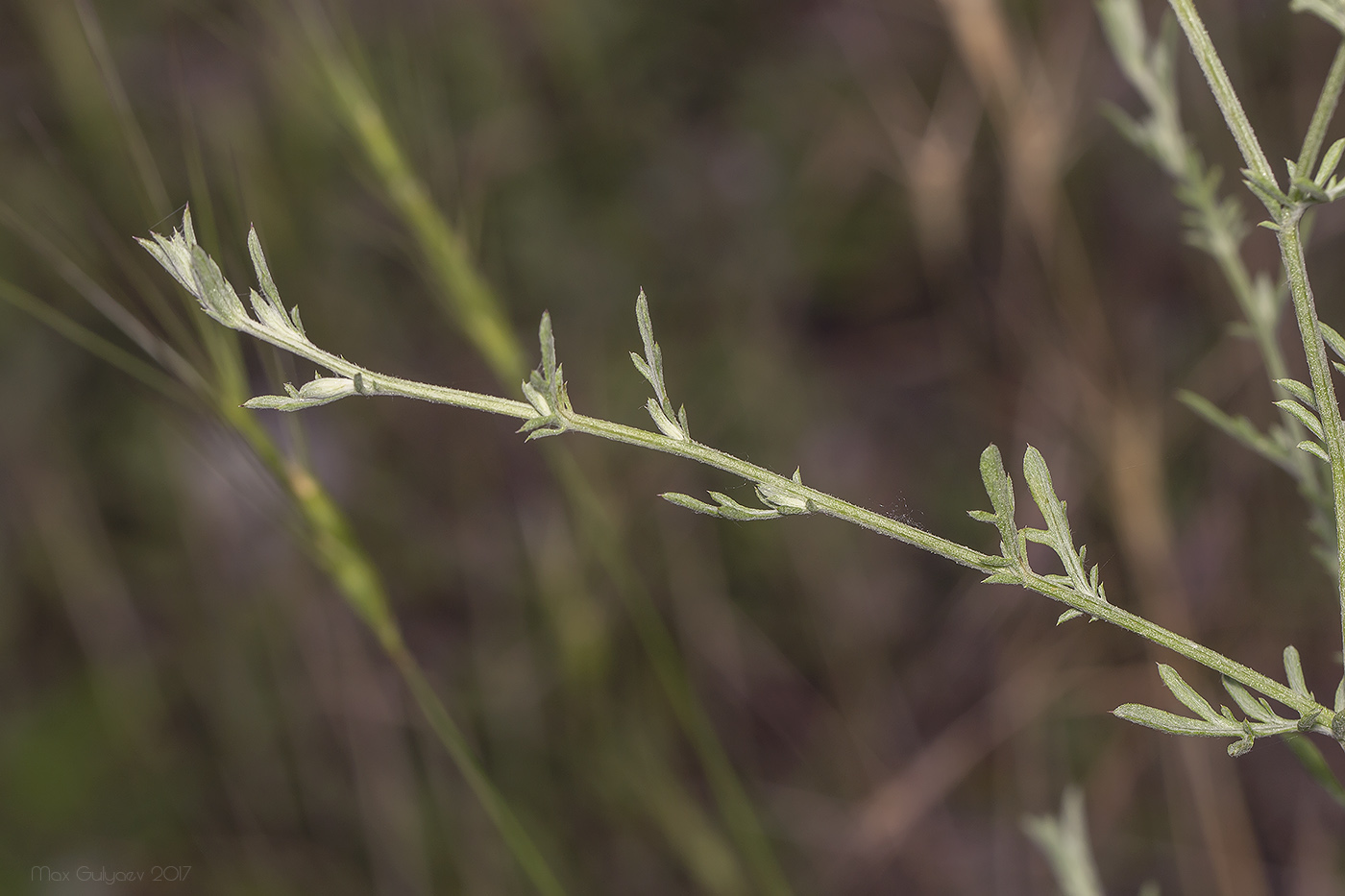 Image of genus Centaurea specimen.