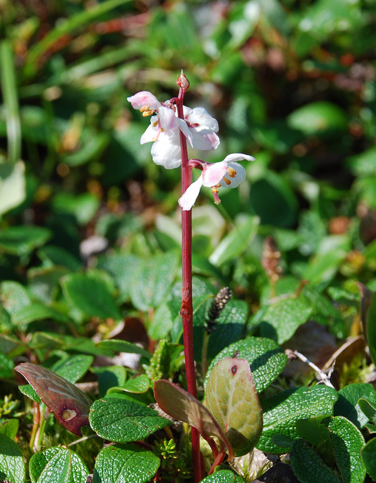 Image of Pyrola grandiflora specimen.