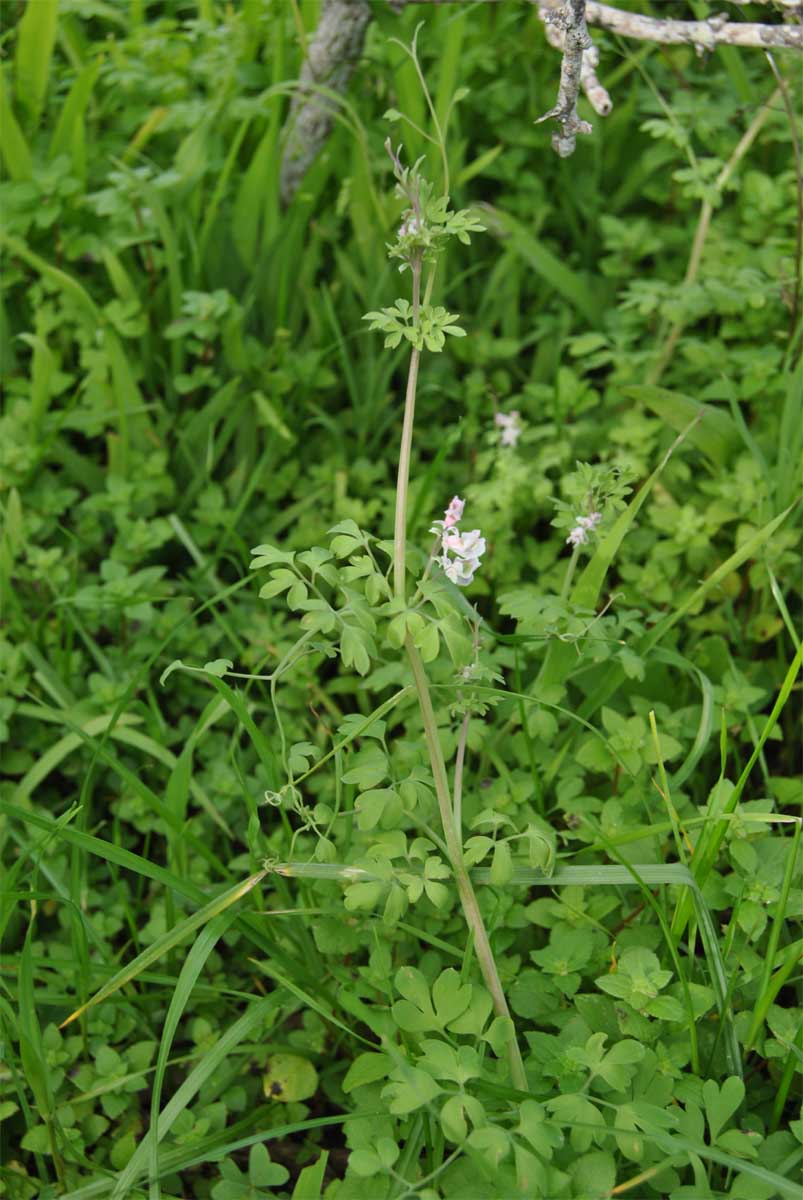 Image of Cysticapnos vesicaria specimen.