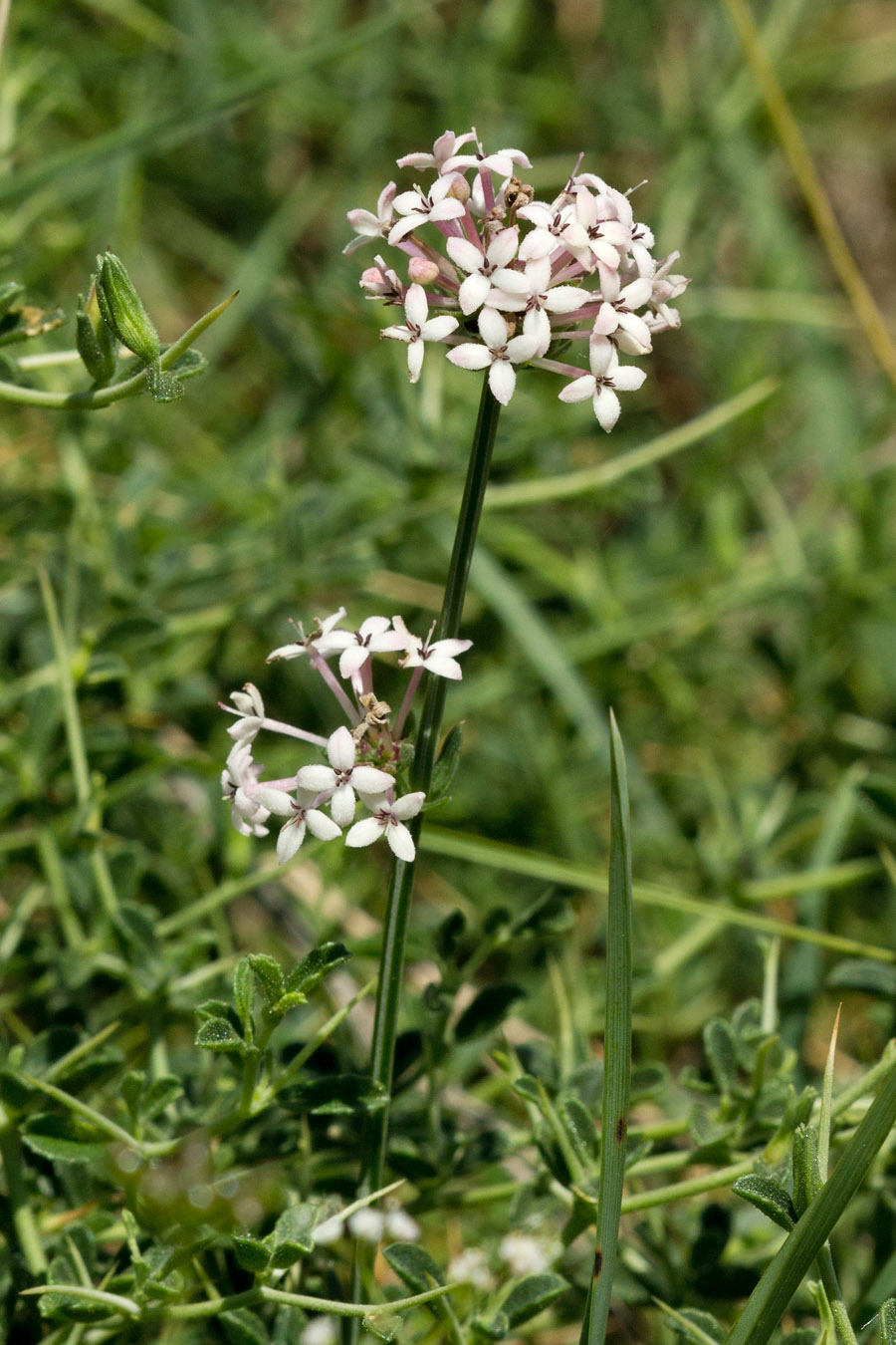 Изображение особи Asperula pubescens.