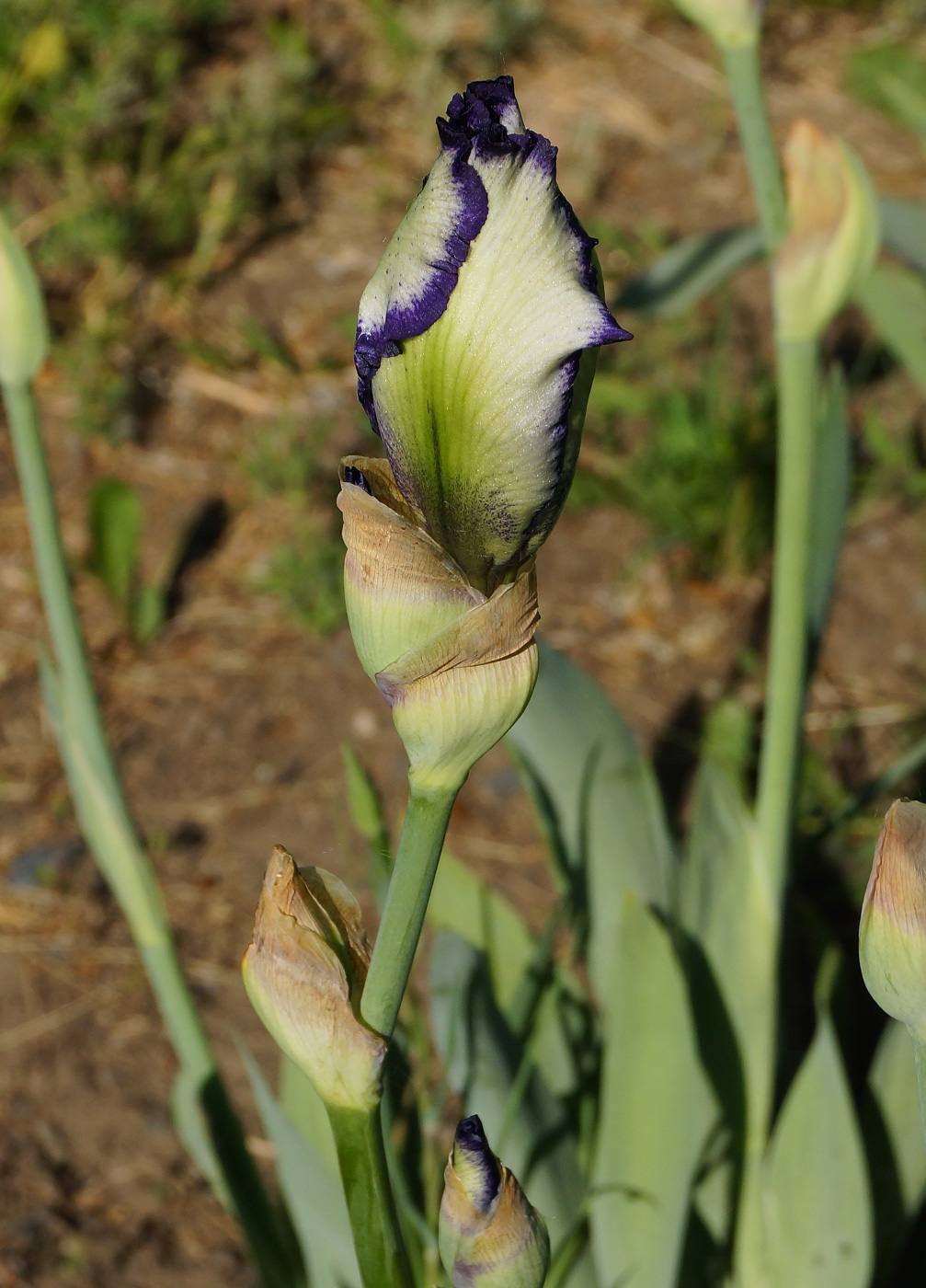 Изображение особи Iris &times; hybrida.