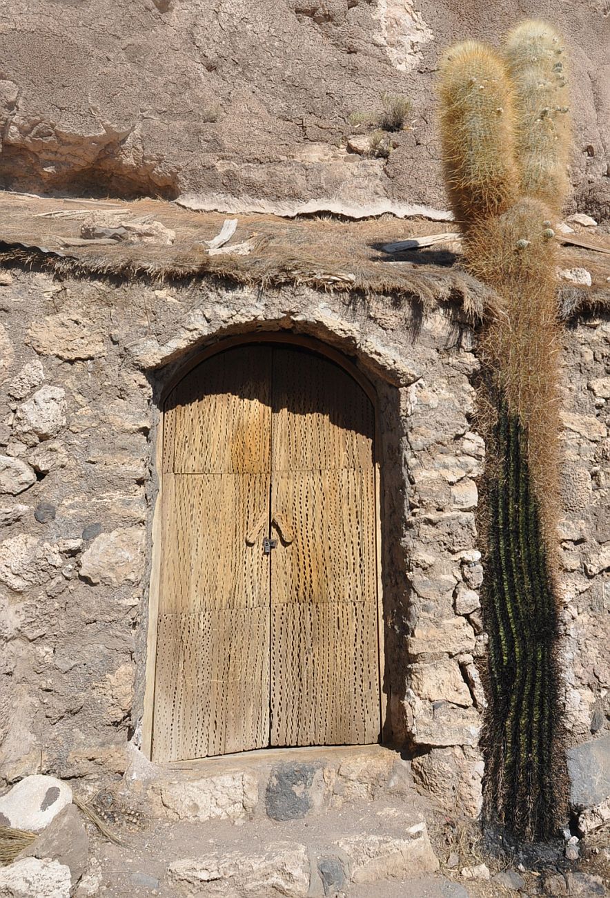 Image of Trichocereus atacamensis specimen.