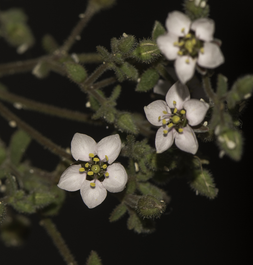 Image of Minuartia geniculata specimen.