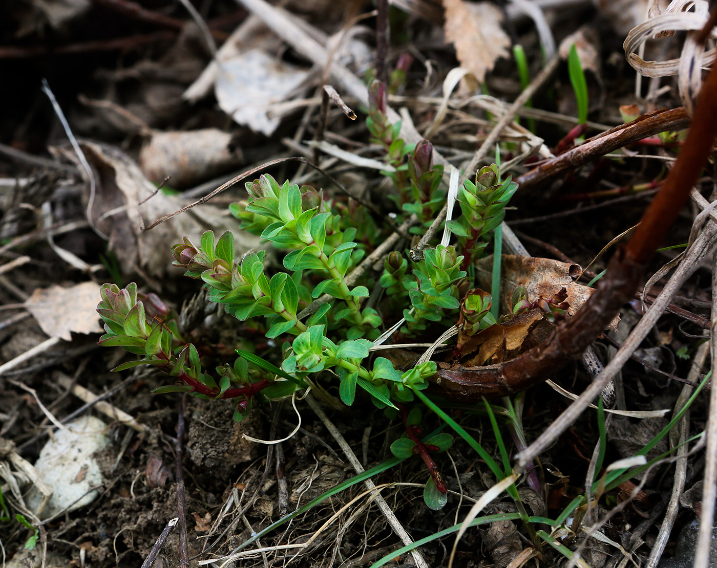 Image of Hypericum perforatum specimen.