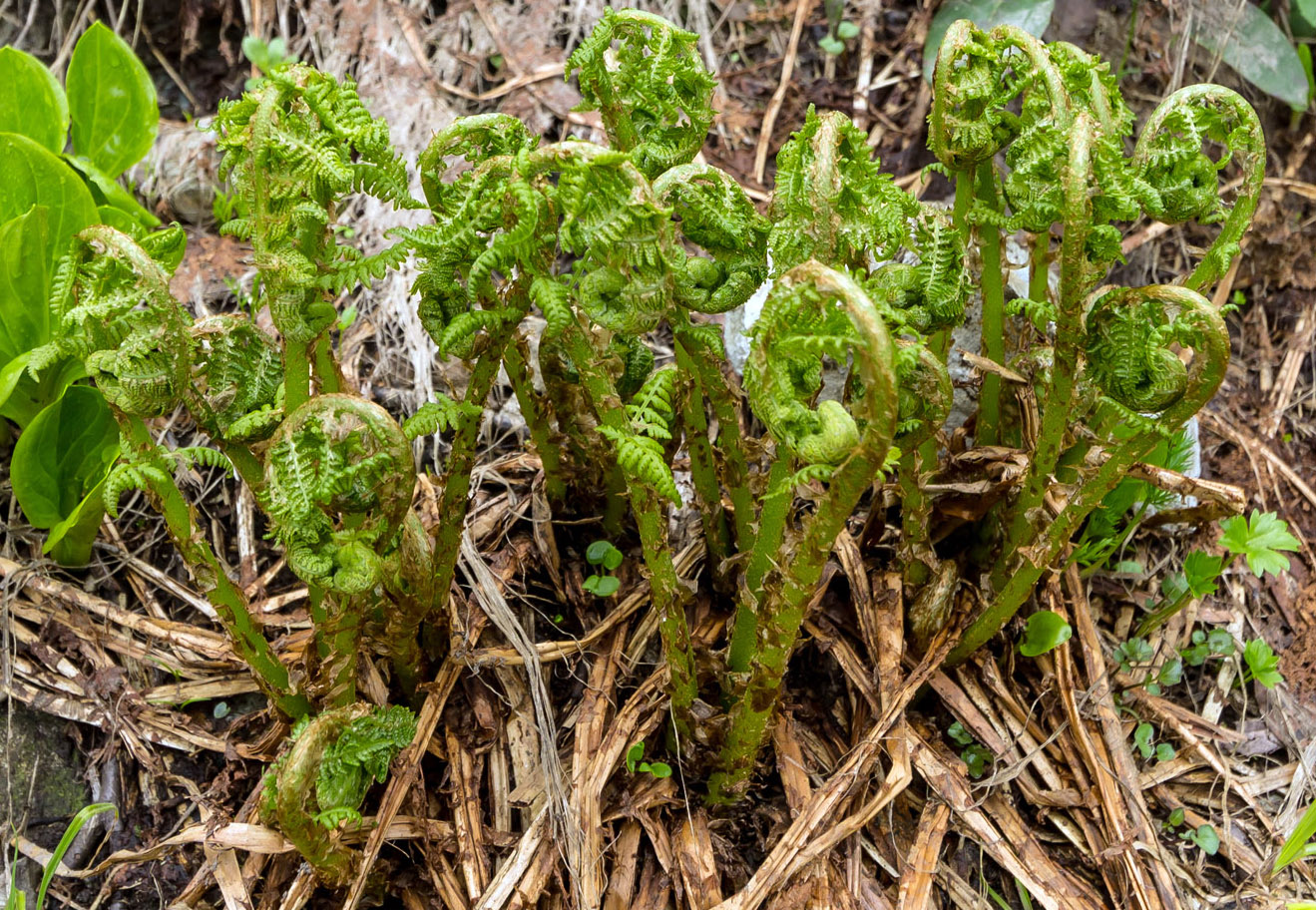 Изображение особи Athyrium filix-femina.