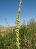 Plantago major