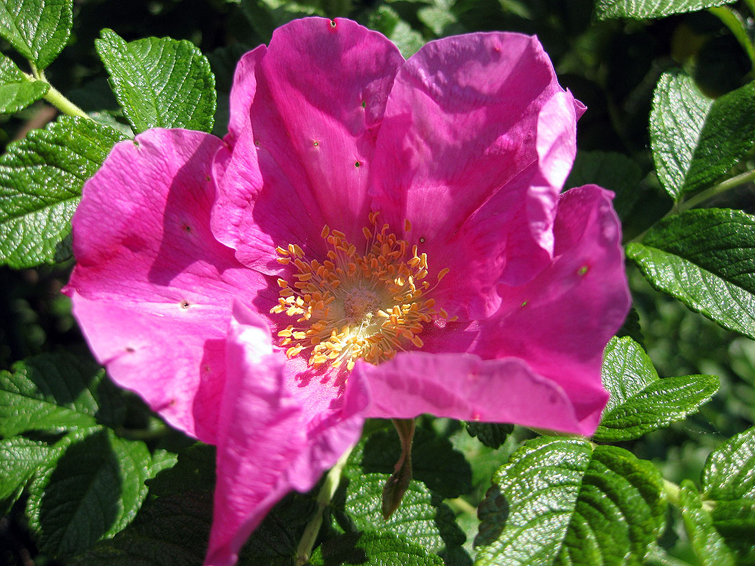 Image of Rosa rugosa specimen.