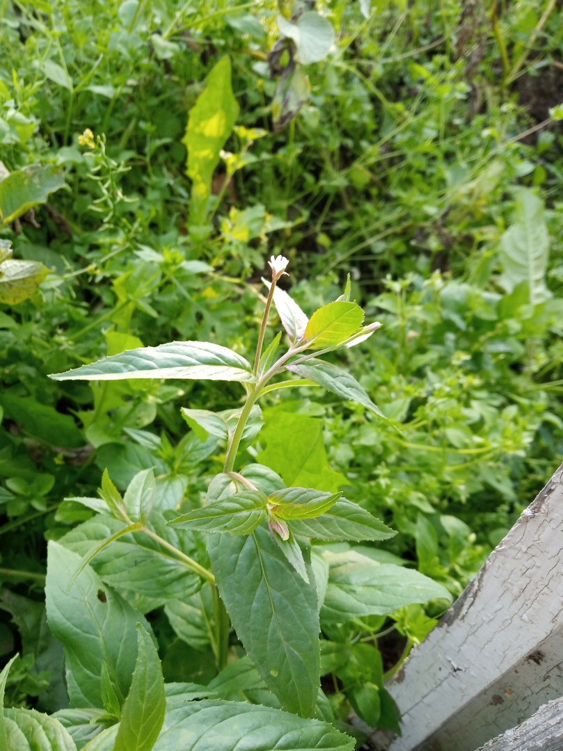 Image of Epilobium pseudorubescens specimen.