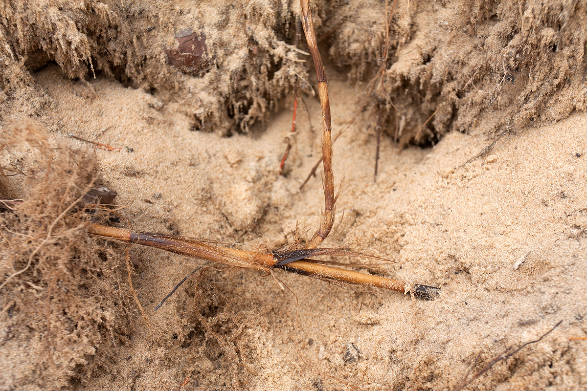 Image of Carex arenaria specimen.