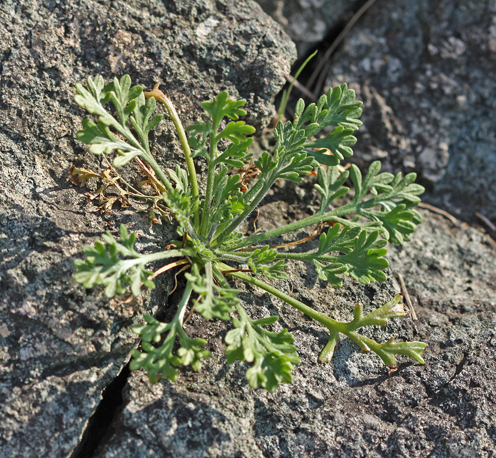 Image of Artemisia aurata specimen.