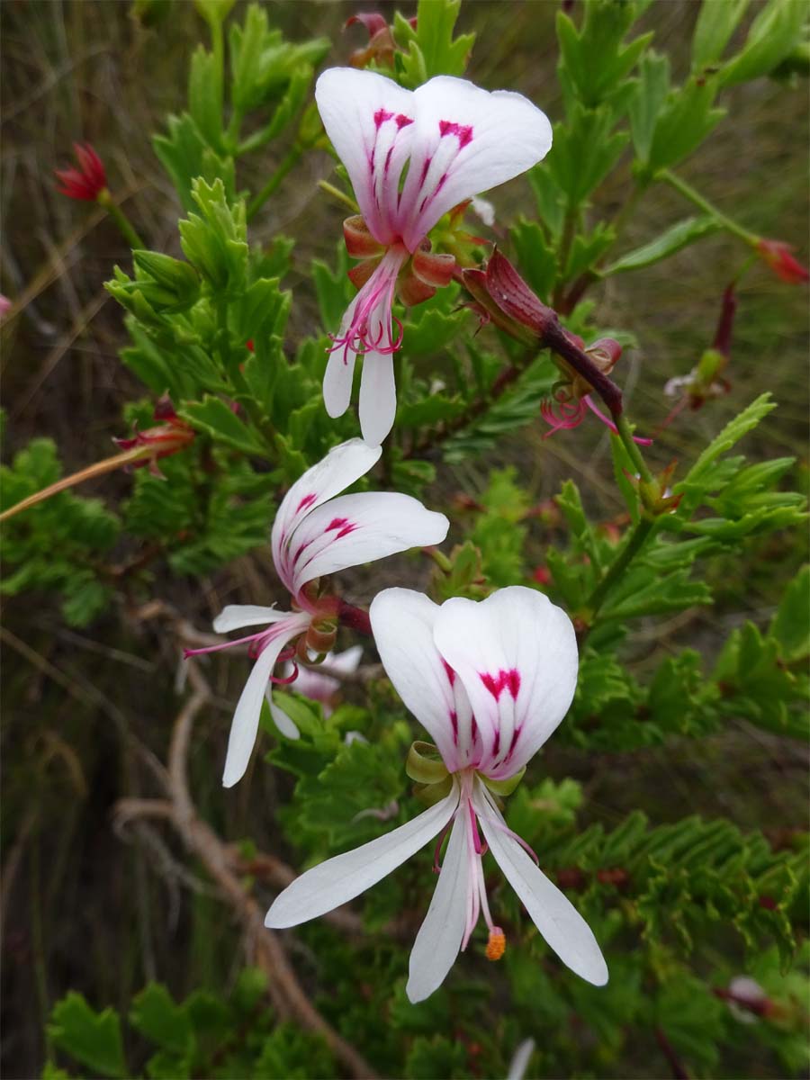Изображение особи Pelargonium crispum.