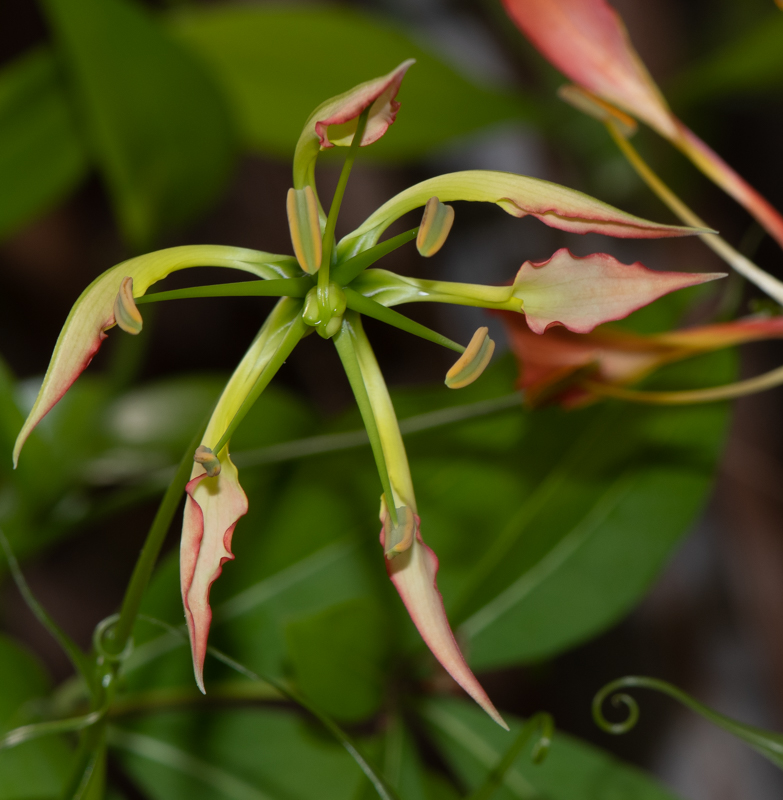 Image of Gloriosa superba specimen.